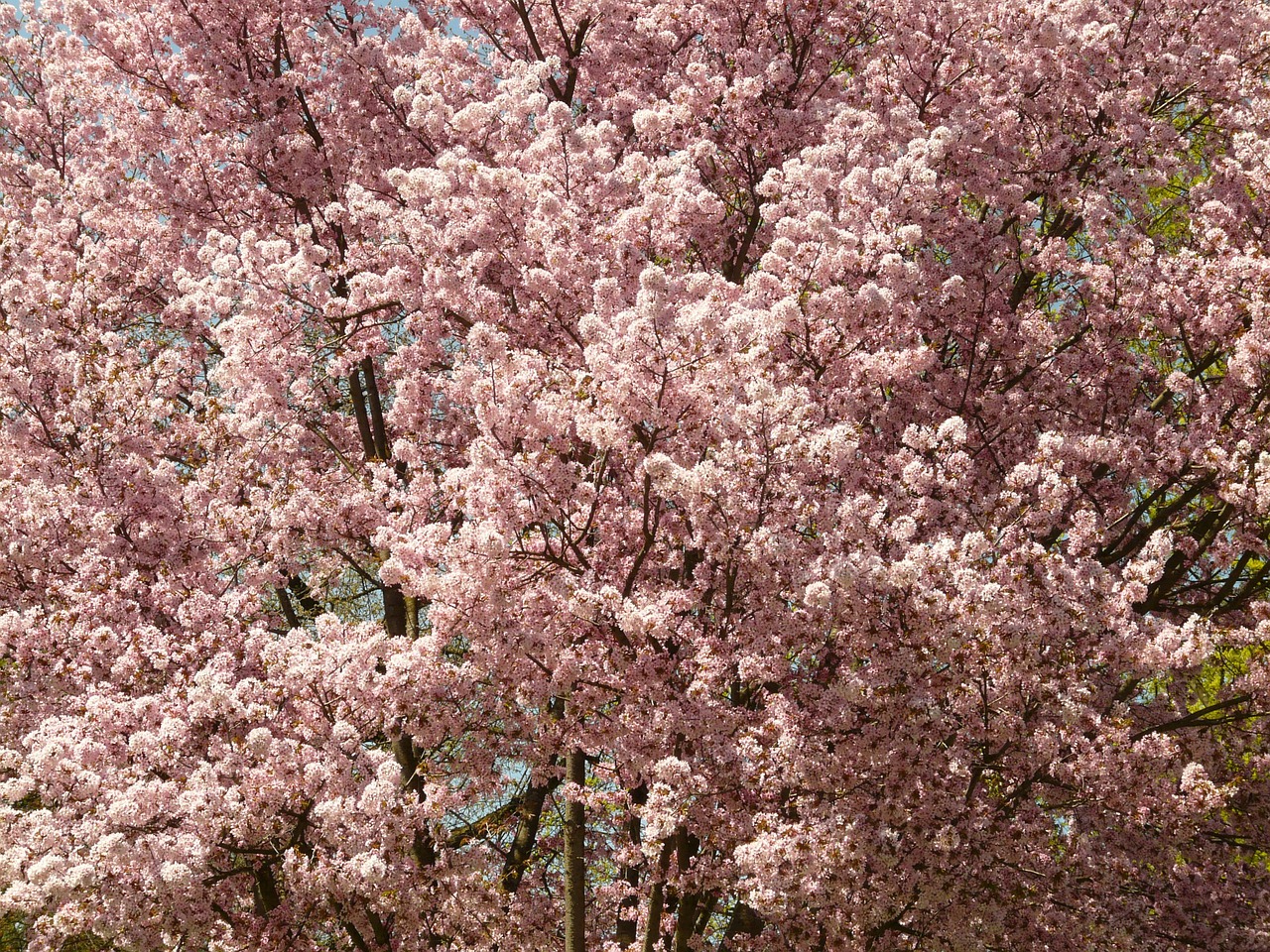 cherry blossom blossom bloom free photo