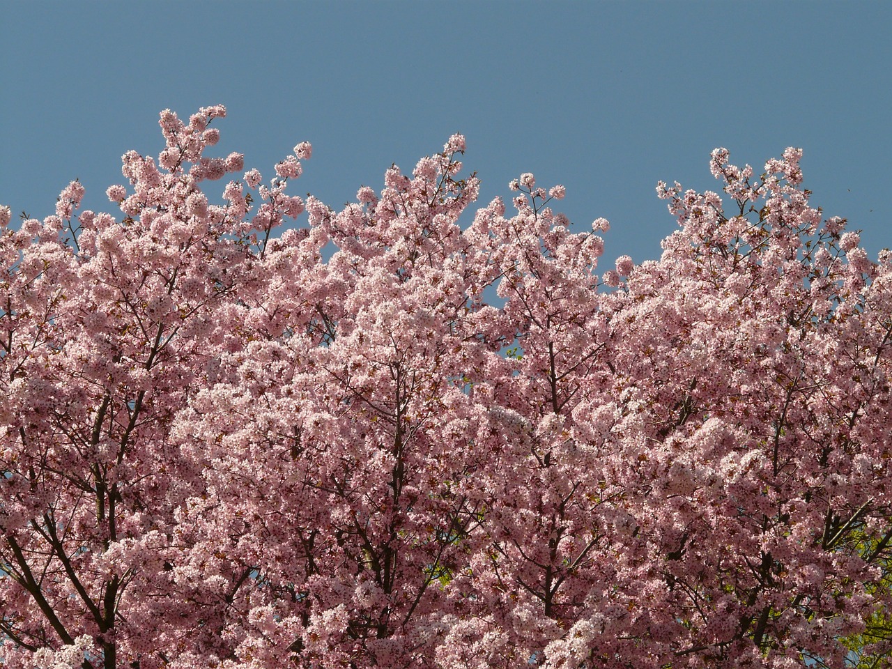 cherry blossom blossom bloom free photo