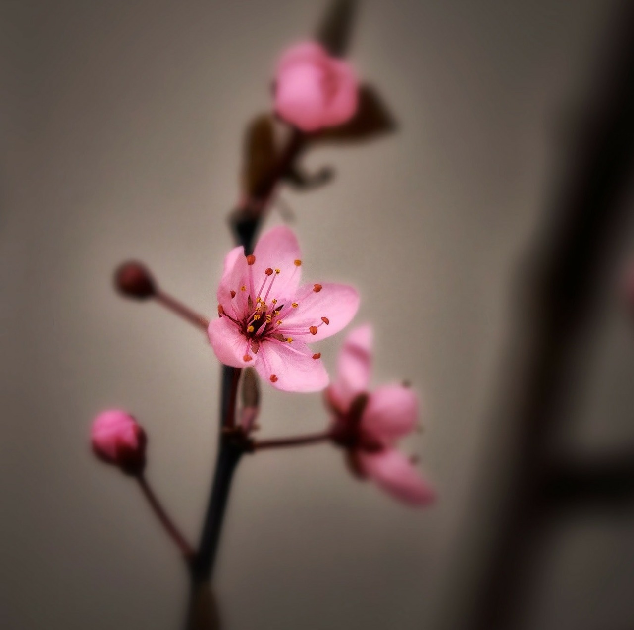 cherry blossom spring pink free photo