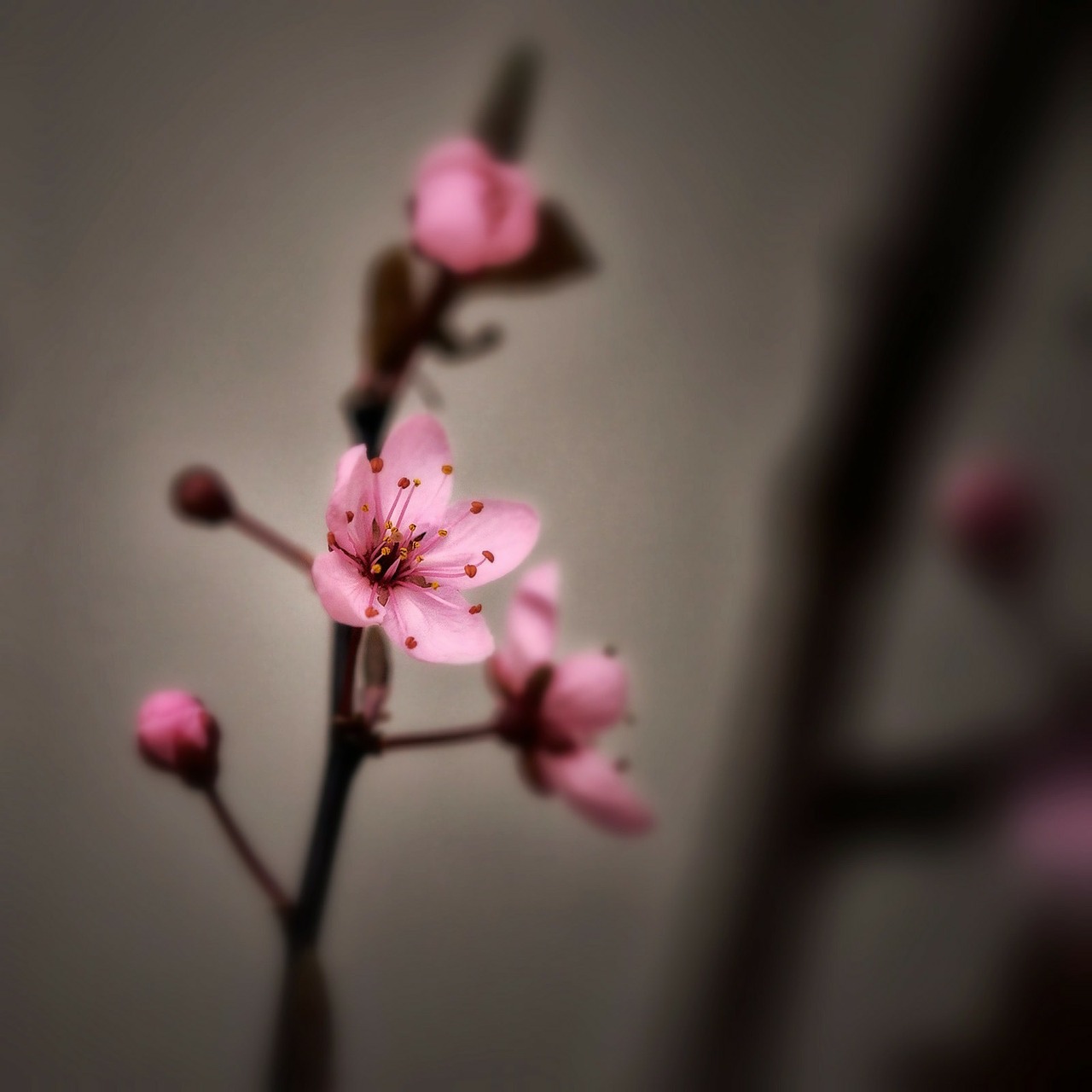 cherry blossom spring pink free photo