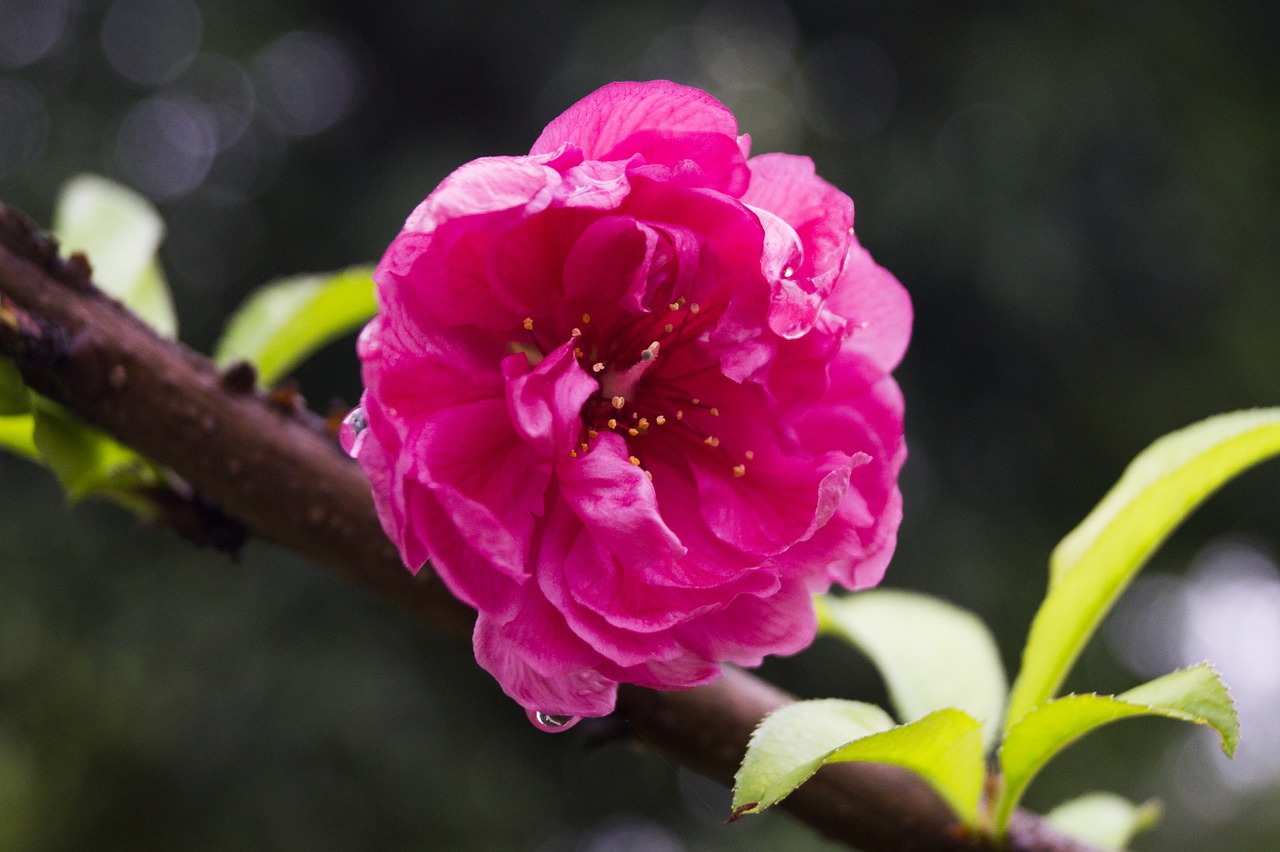 cherry blossom flower spring free photo