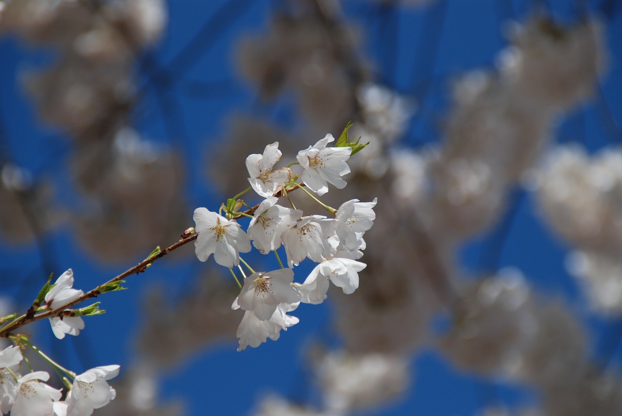 cherry blossom washington dc tourism free photo