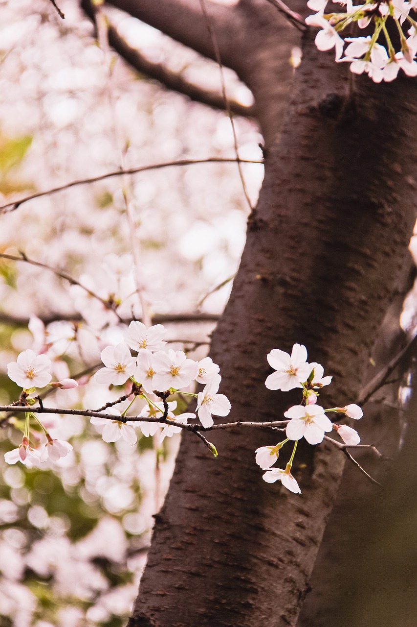 cherry blossom flowers spring free photo