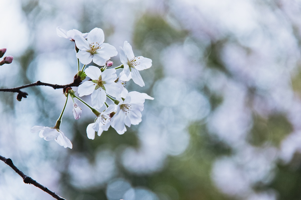 cherry blossom flowers spring free photo