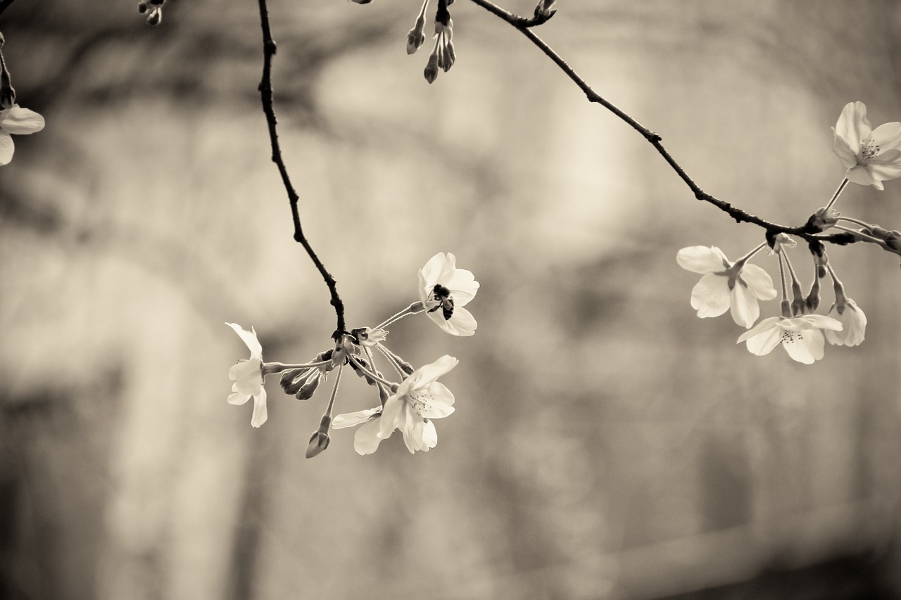 cherry blossom flowers spring free photo