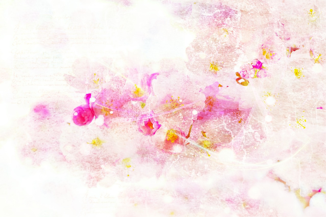 cherry blossom background abstract free photo