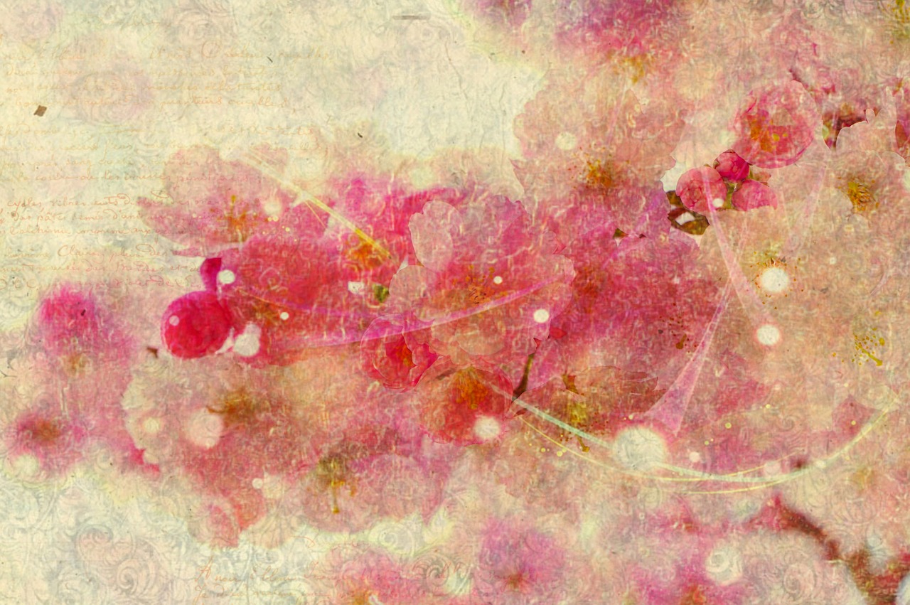 cherry blossom background abstract free photo