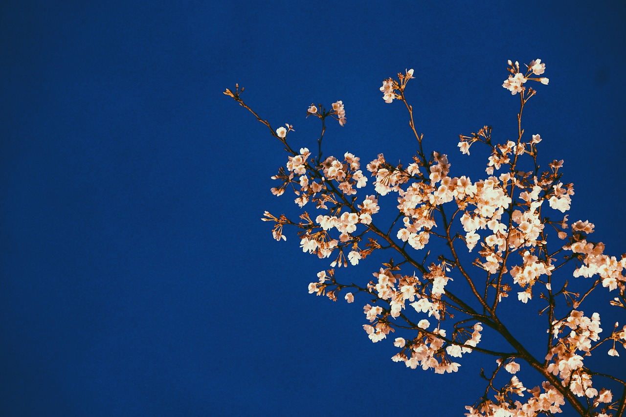 cherry blossom spring night free photo