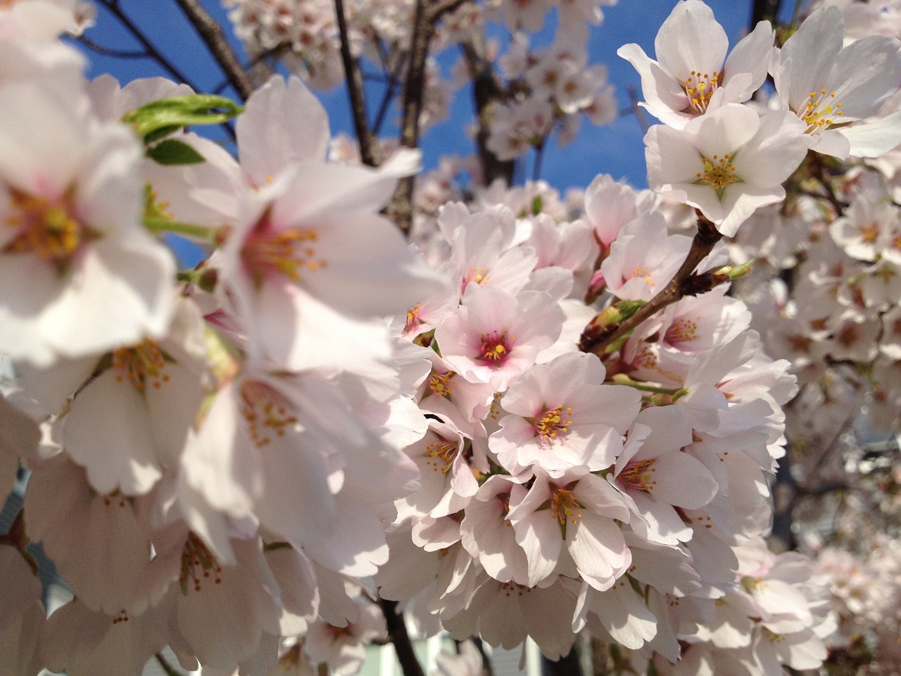 cherry blossom flower pink free photo