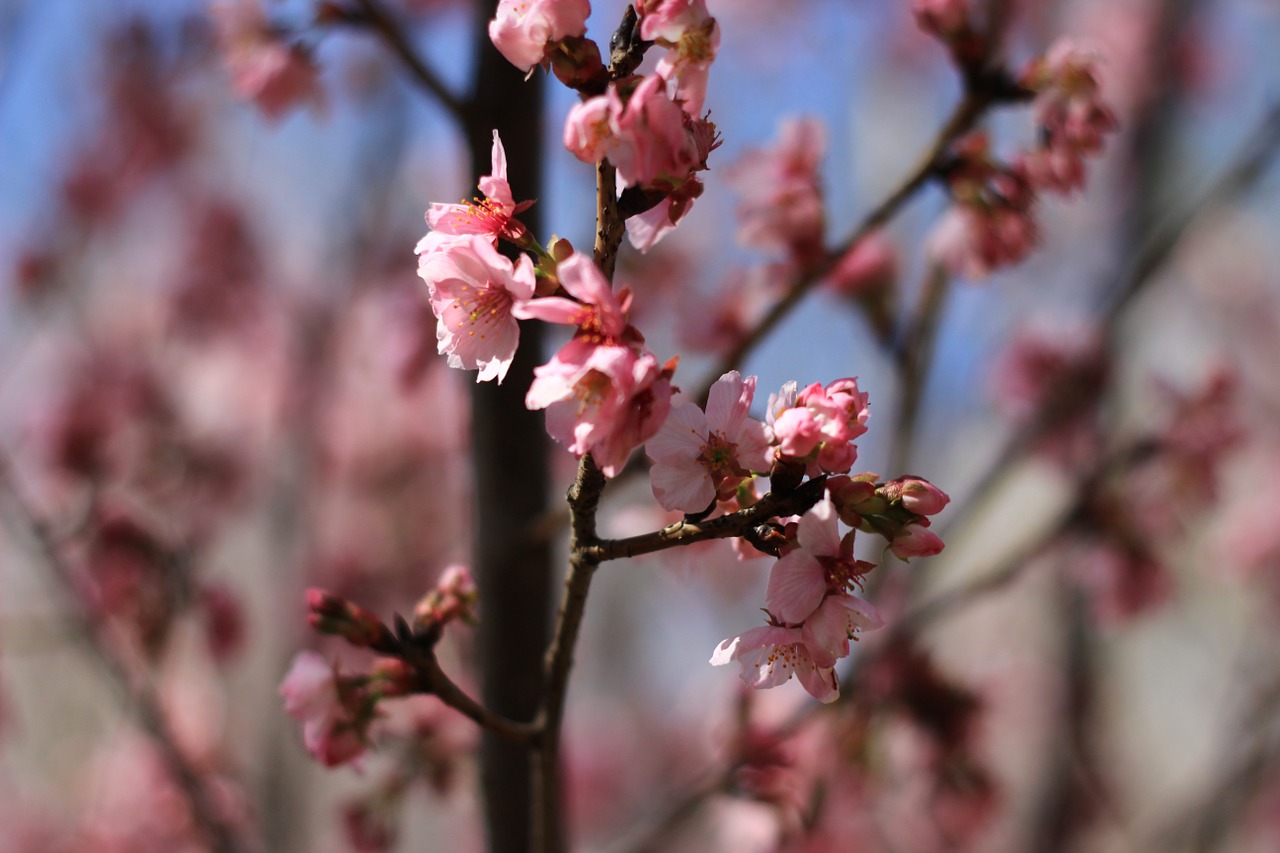 cherry blossom pink branch free photo