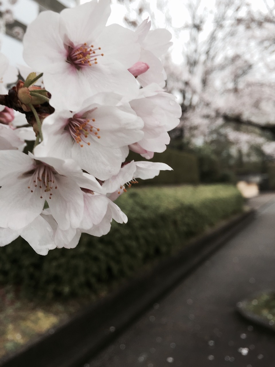 cherry blossom white nature free photo