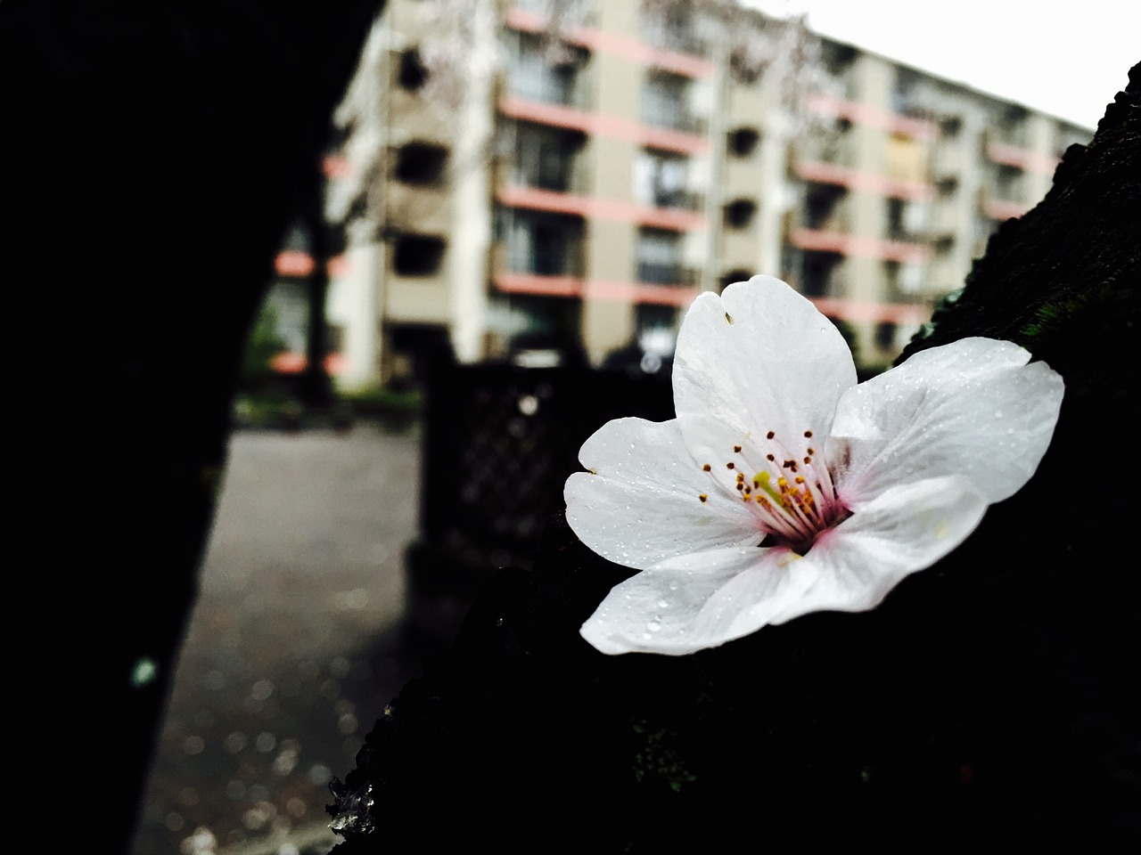 cherry blossom white spring free photo