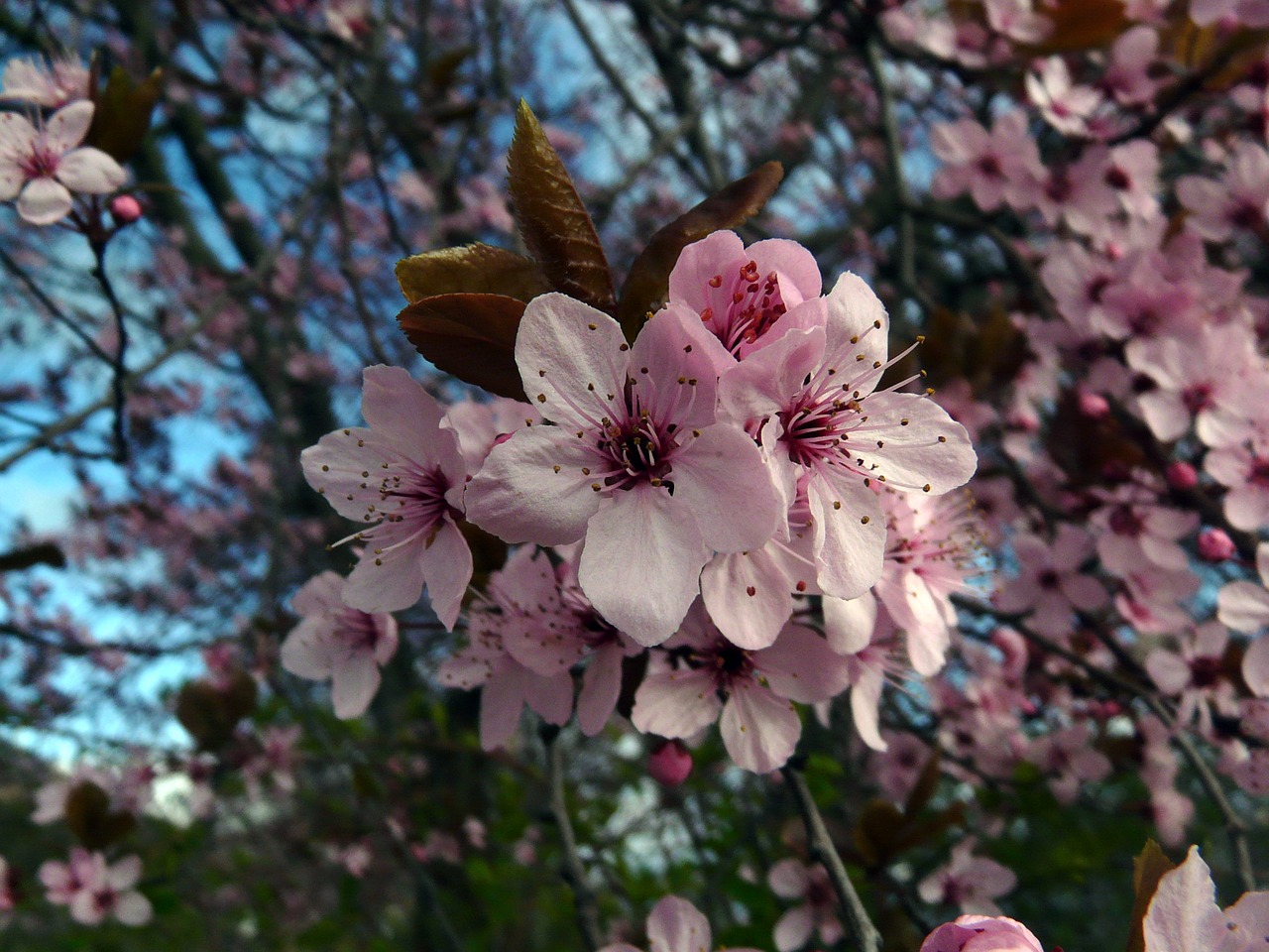 cherry blossom japanese cherry blossom japanese cherry free photo