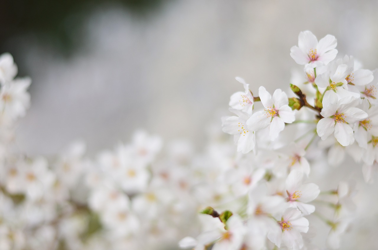cherry blossom flowers beauty free photo