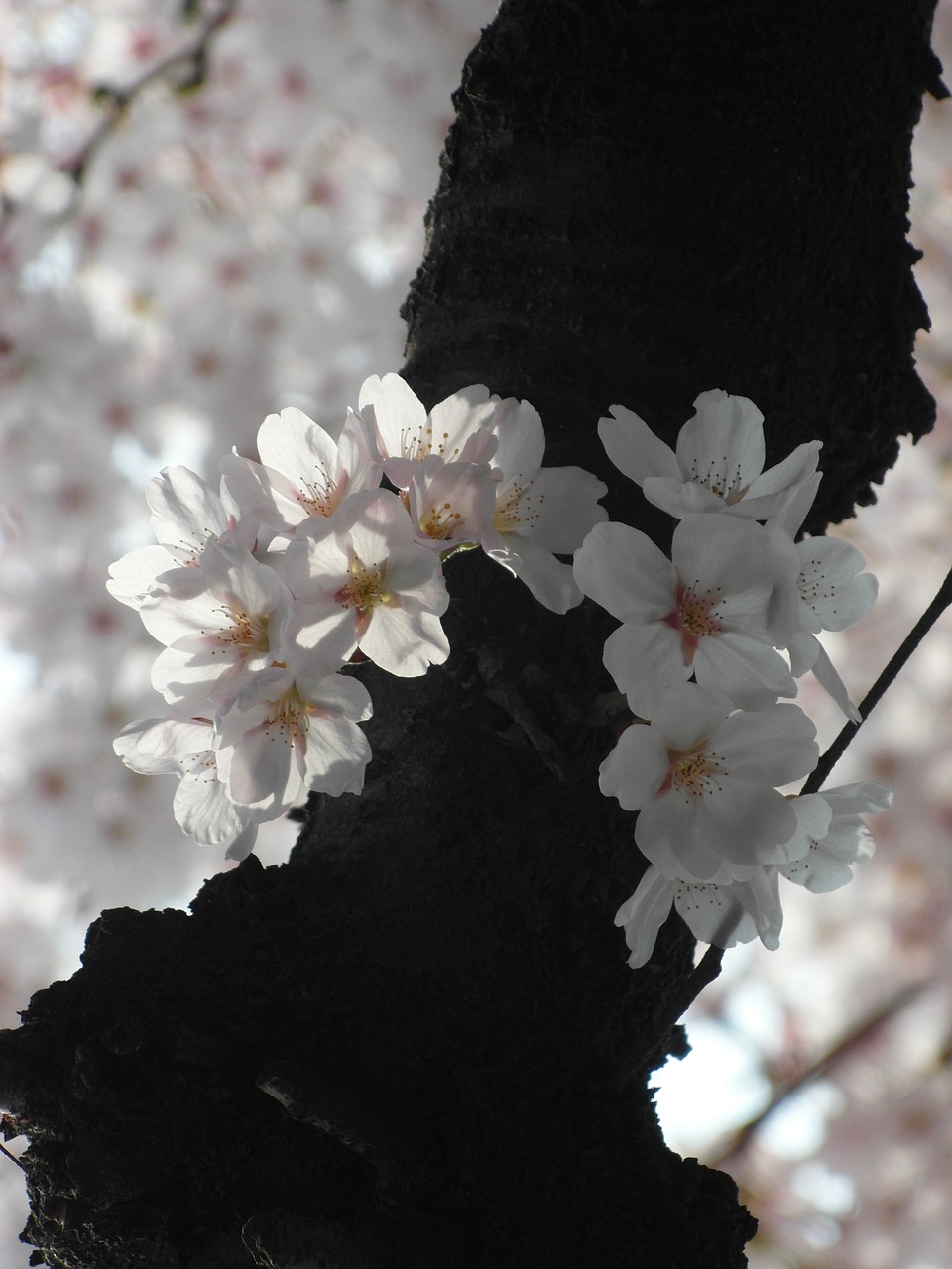 cherry blossom flowers eggplant free photo