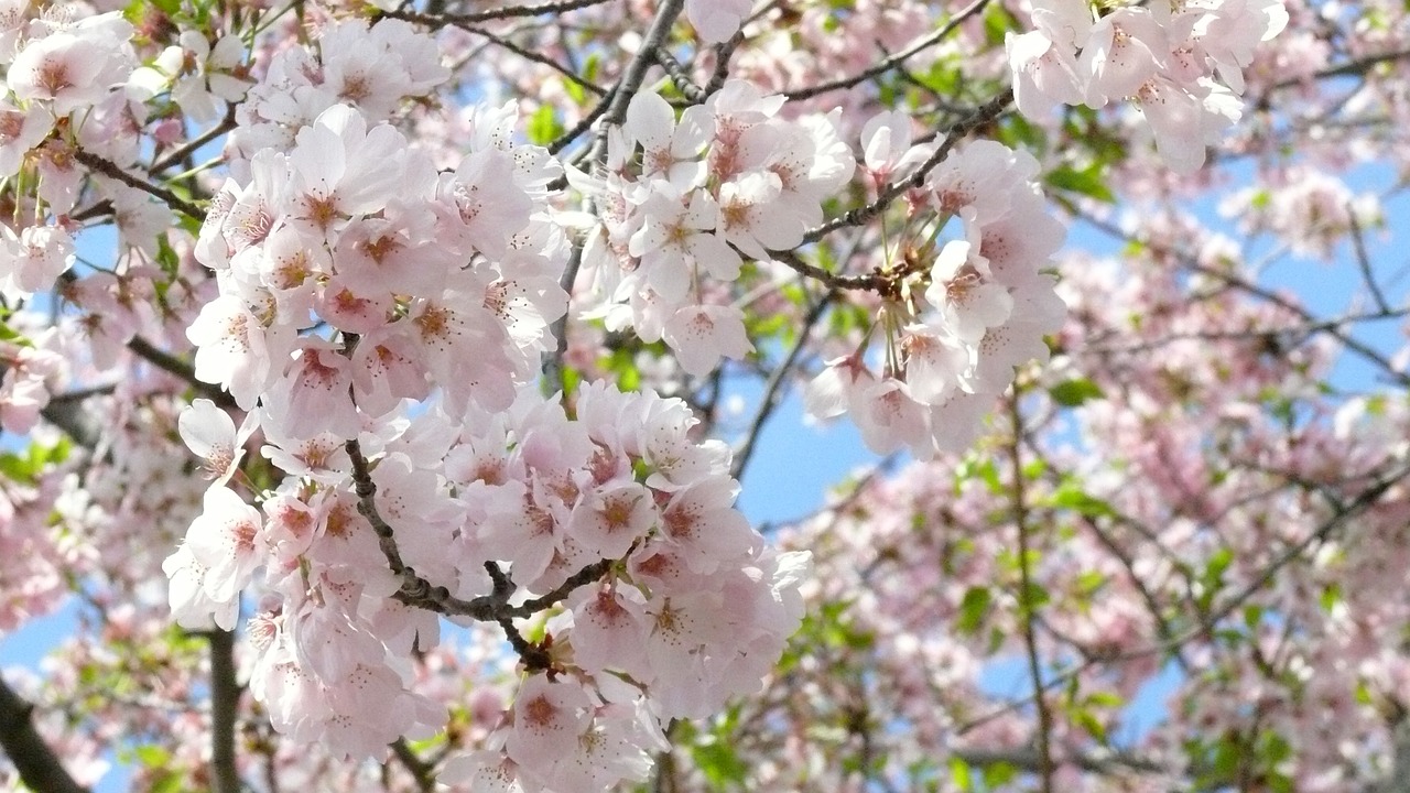 cherry blossom tree blossom free photo