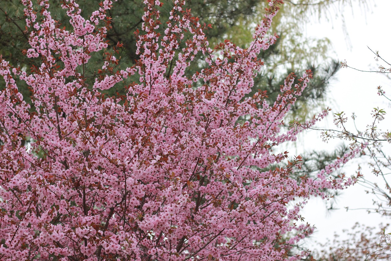 cherry blossom peach blossom outing free photo