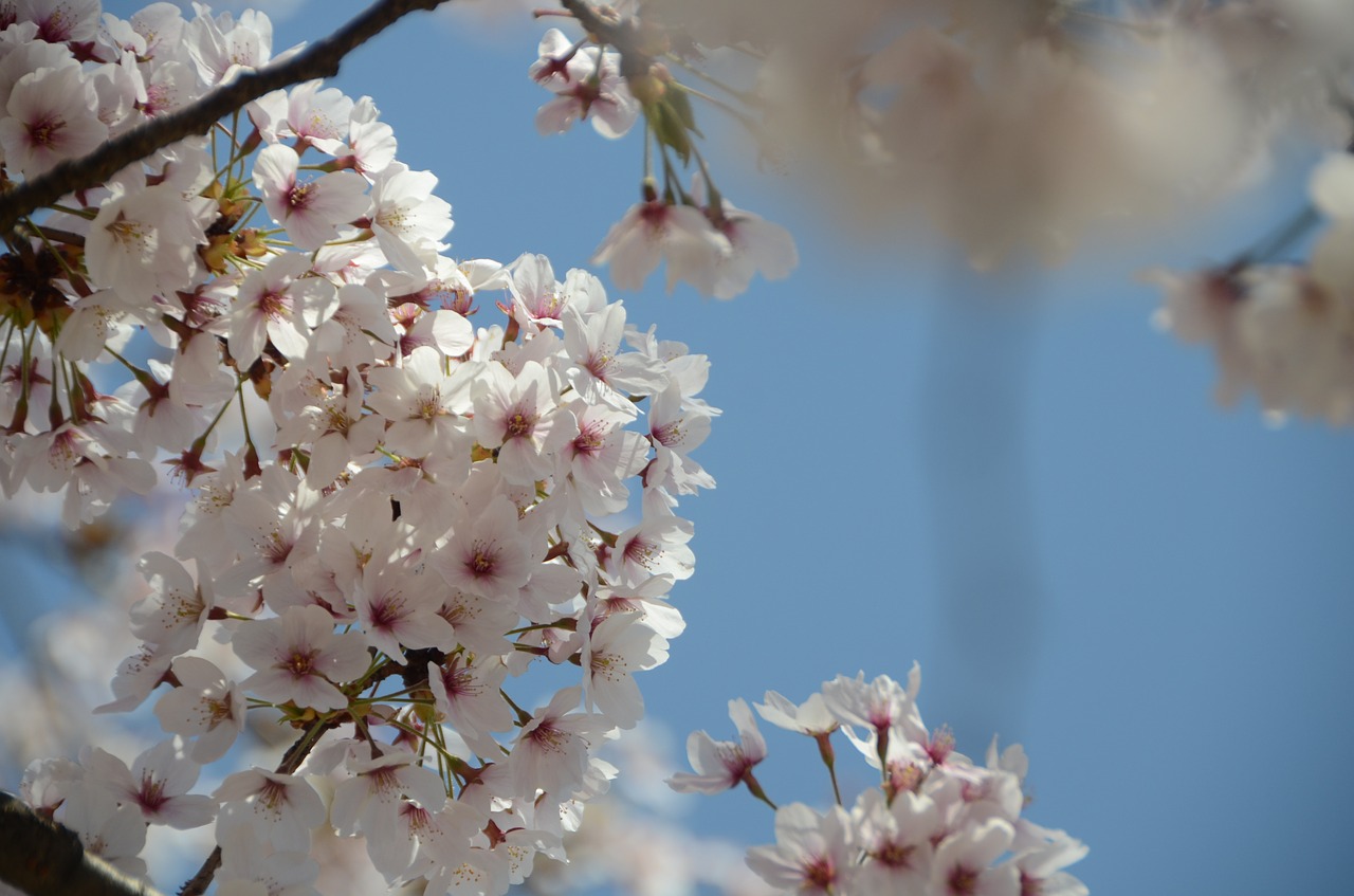 cherry blossom flowers japan free photo