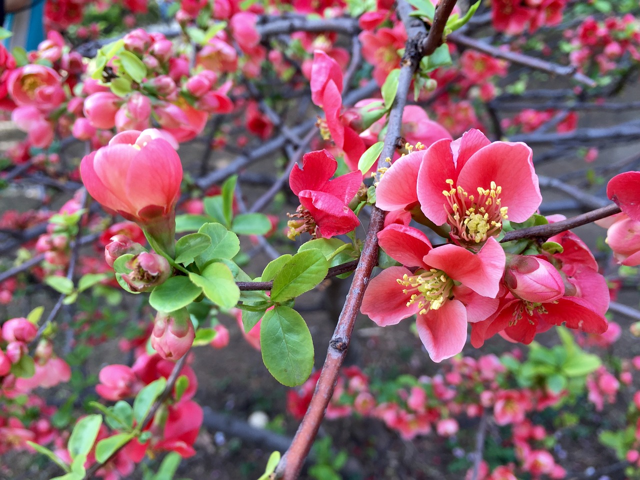 cherry blossom red flowers bright flowers free photo