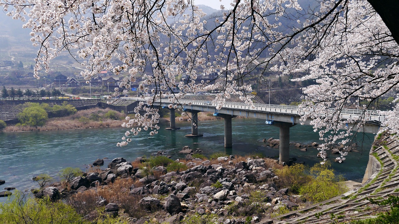 cherry blossom chungju lake in the spring i'm back free photo