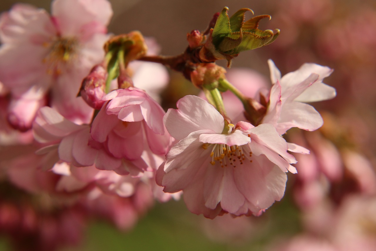 cherry blossom flowers blossom free photo