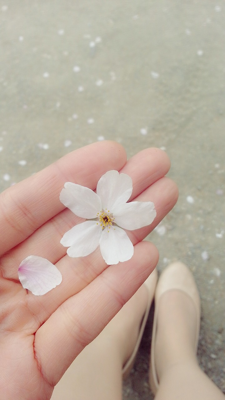 cherry blossom petal shoe free photo