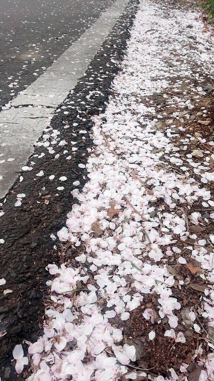 cherry blossom petal fallen petals free photo