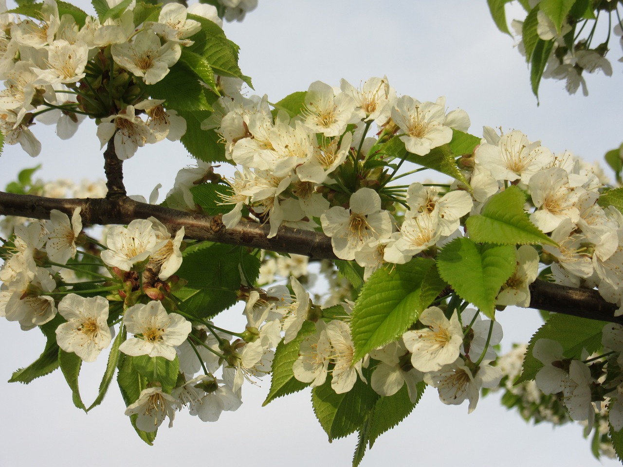 cherry blossom flowers white free photo