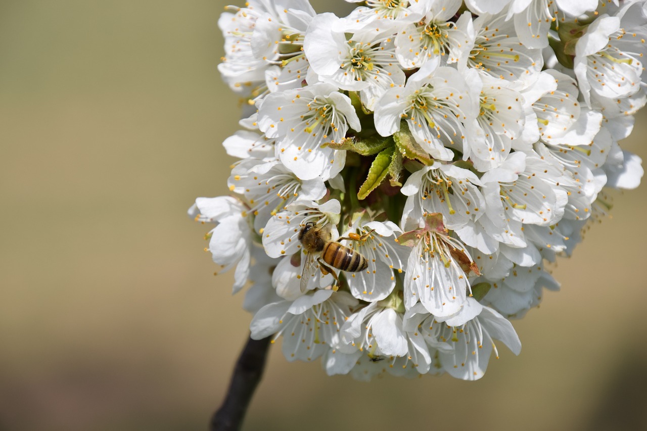 cherry blossom flowers close free photo