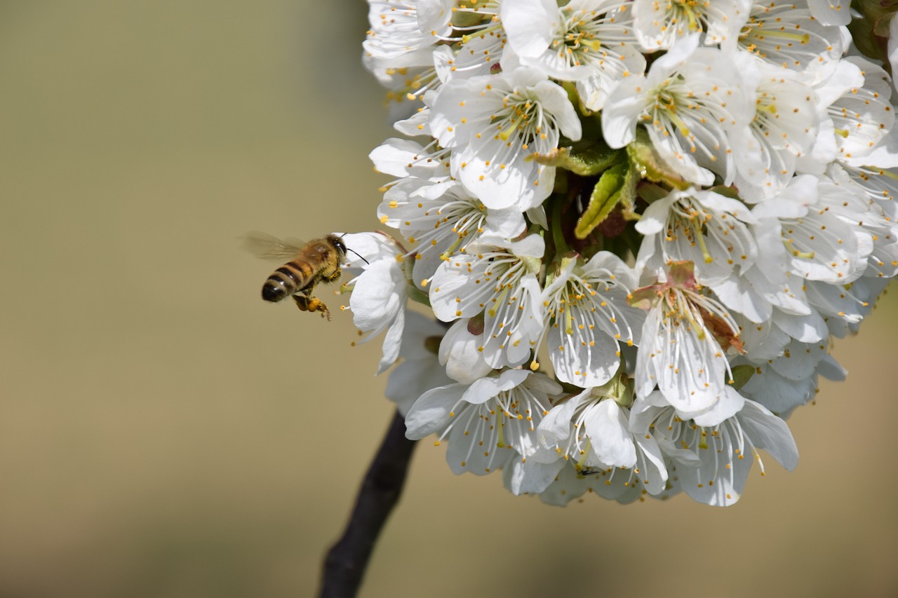 cherry blossom bee pollination free photo