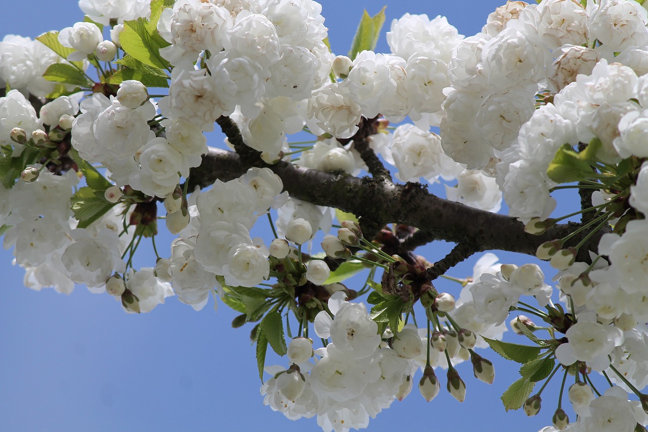 cherry blossom blue white free photo