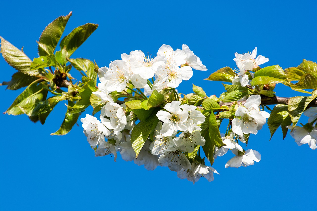 cherry blossom white white blossom free photo