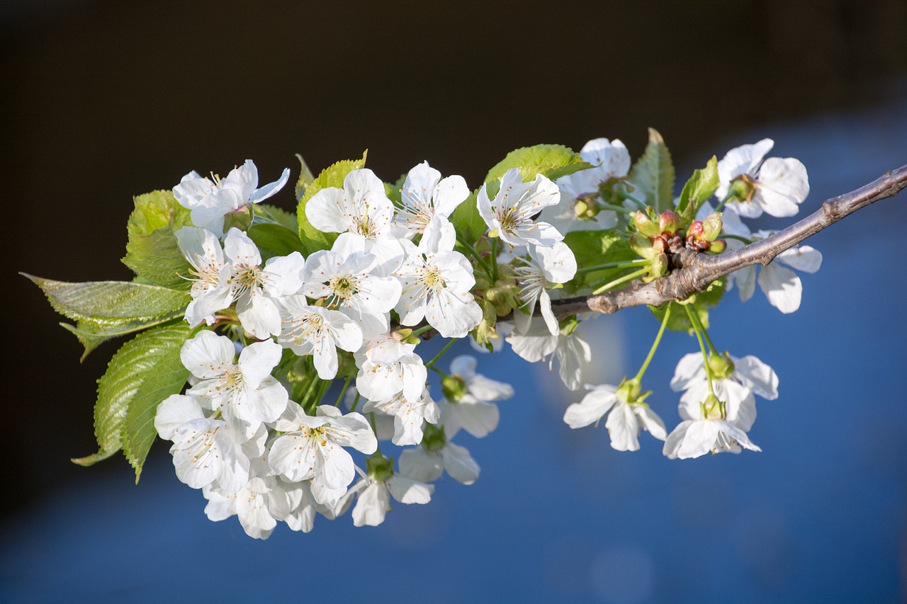 cherry blossom branch cherry free photo