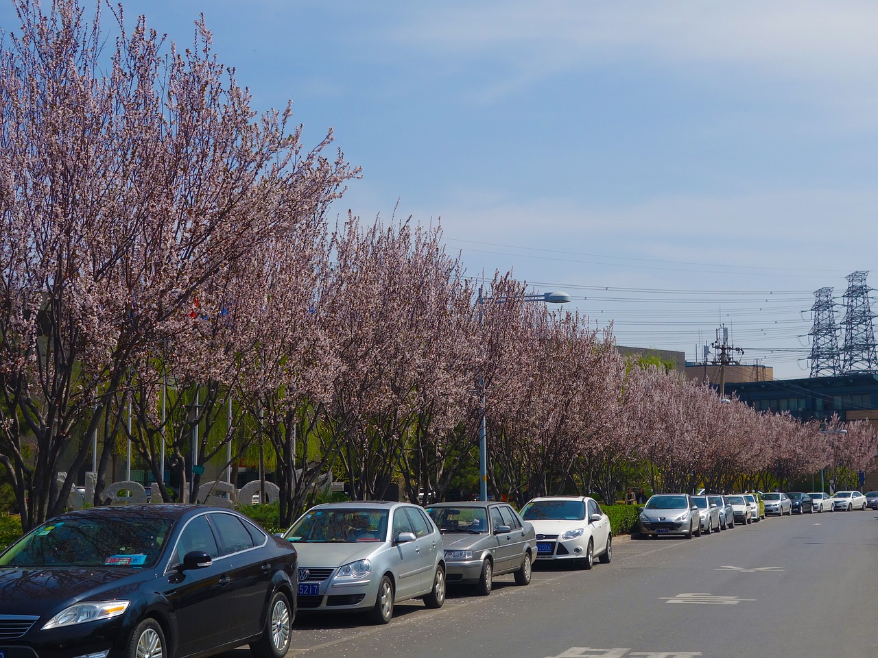 cherry blossom road automotive free photo