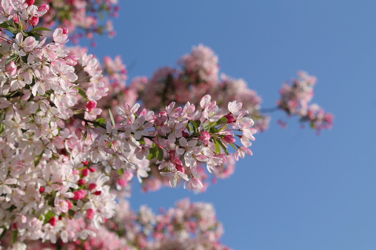 cherry blossom blossom bloom free photo