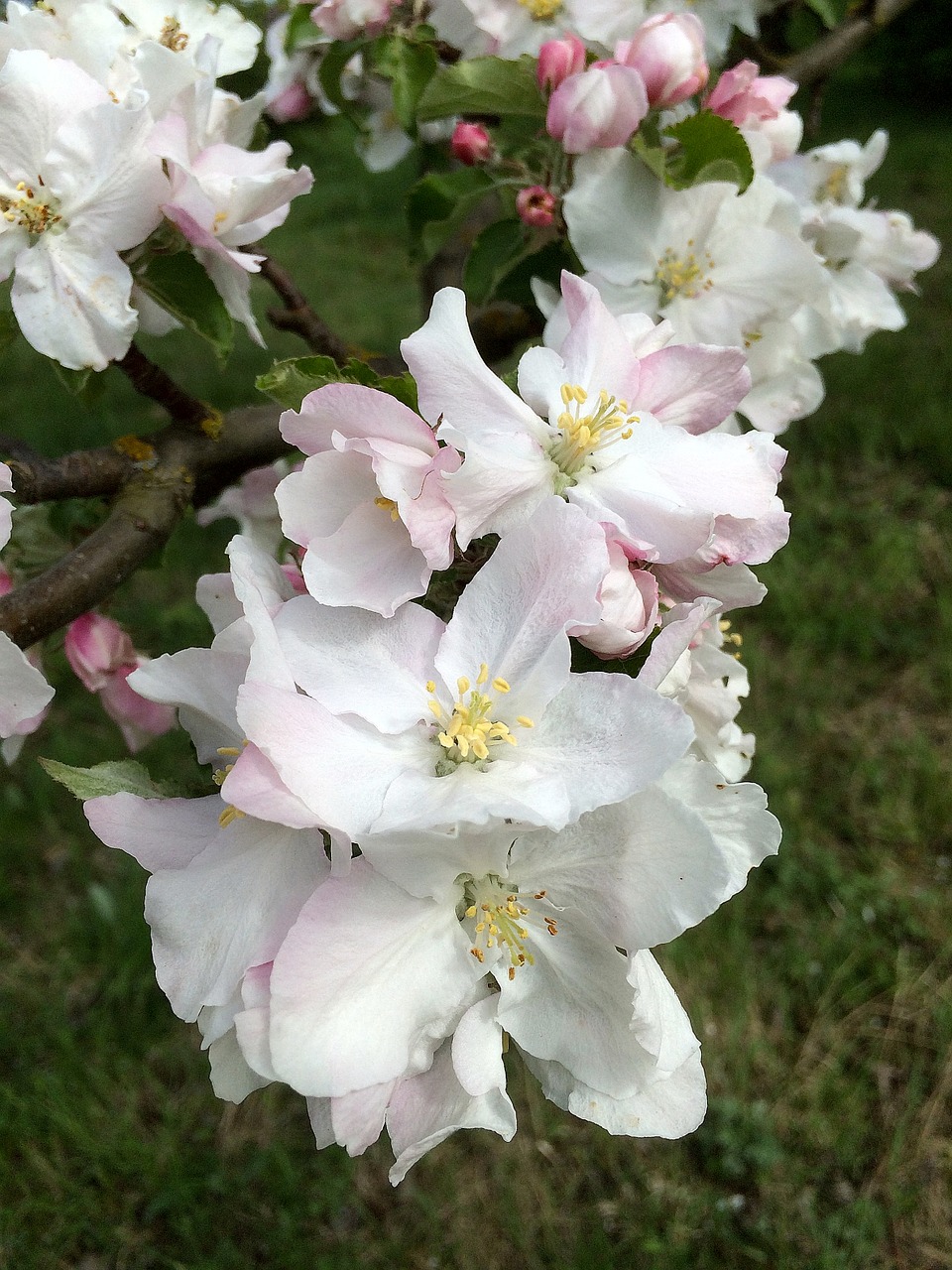 cherry blossom white bloom free photo