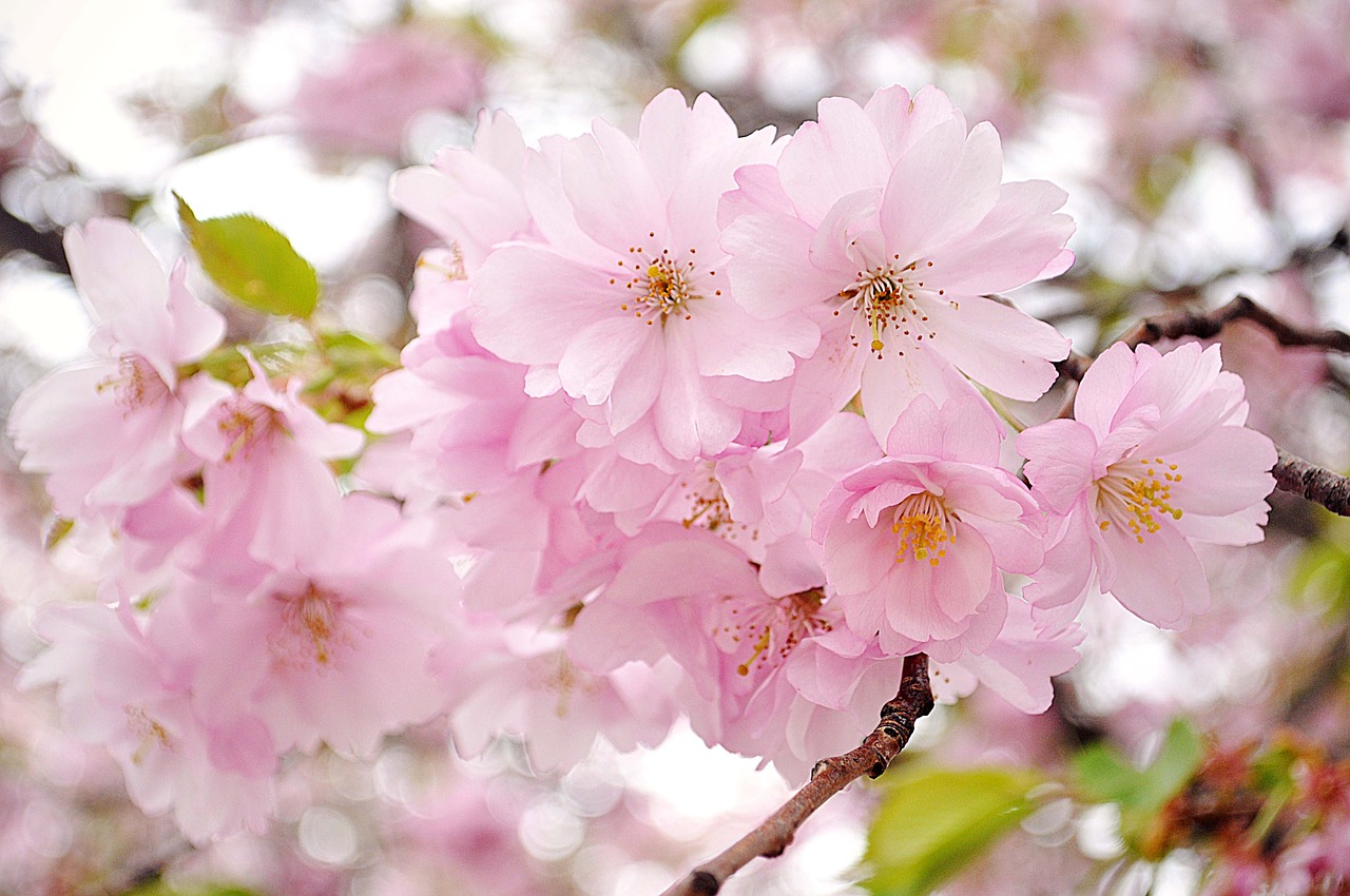 cherry blossom pink flowers free photo