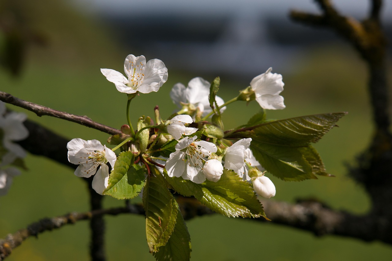 cherry blossom radio telescope effelsberg free photo