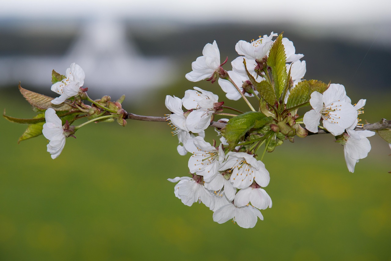 cherry blossom radio telescope effelsberg free photo