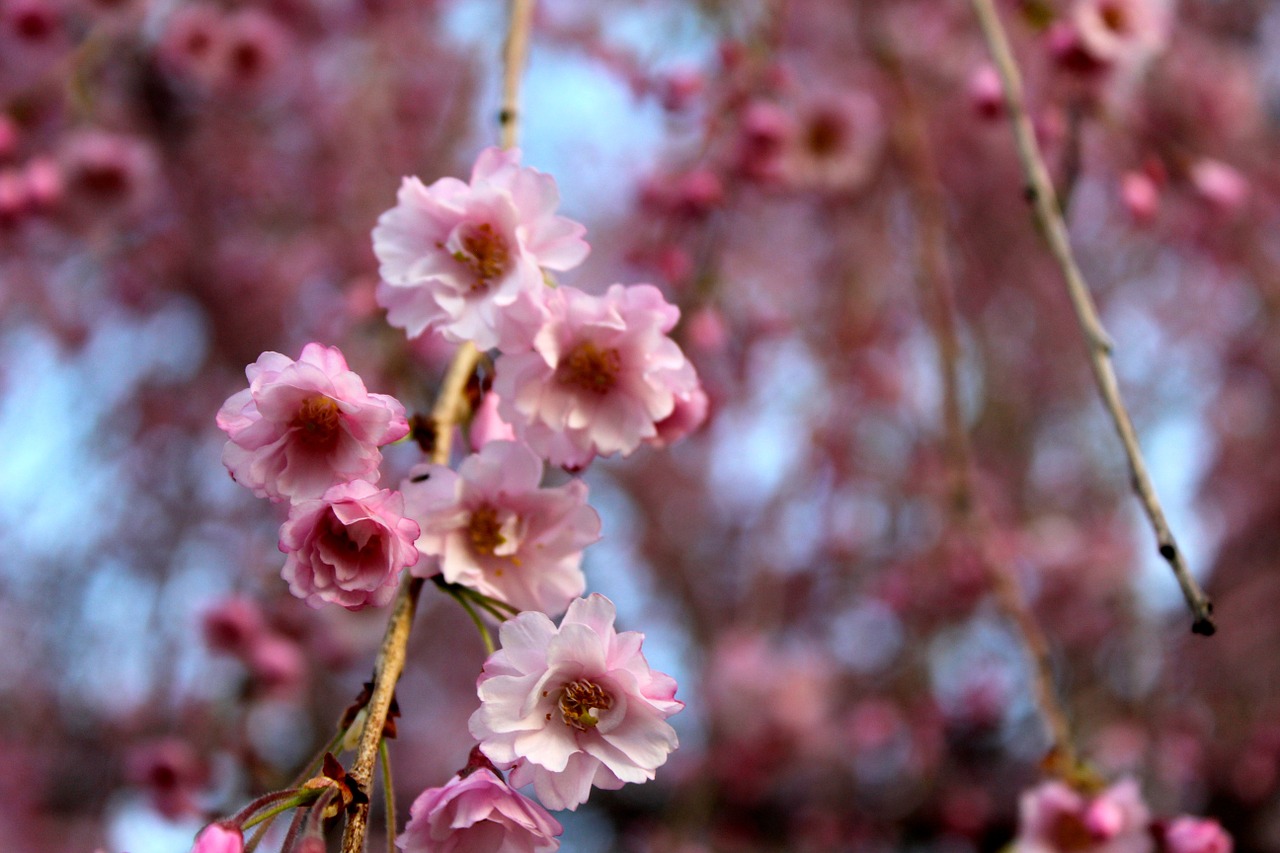 cherry blossom flowers nature free photo