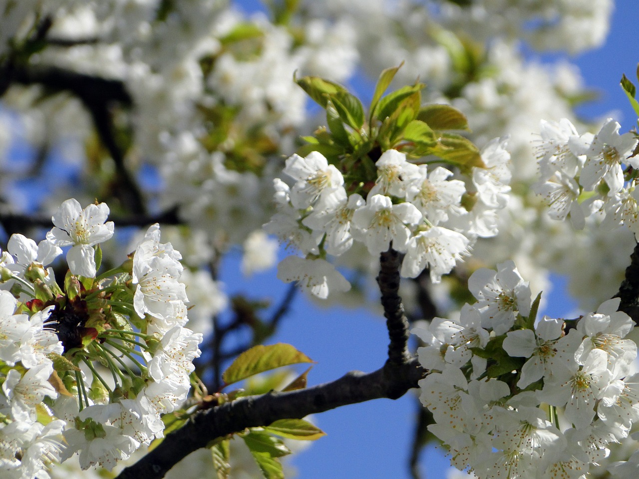 cherry blossom flowers cherry free photo