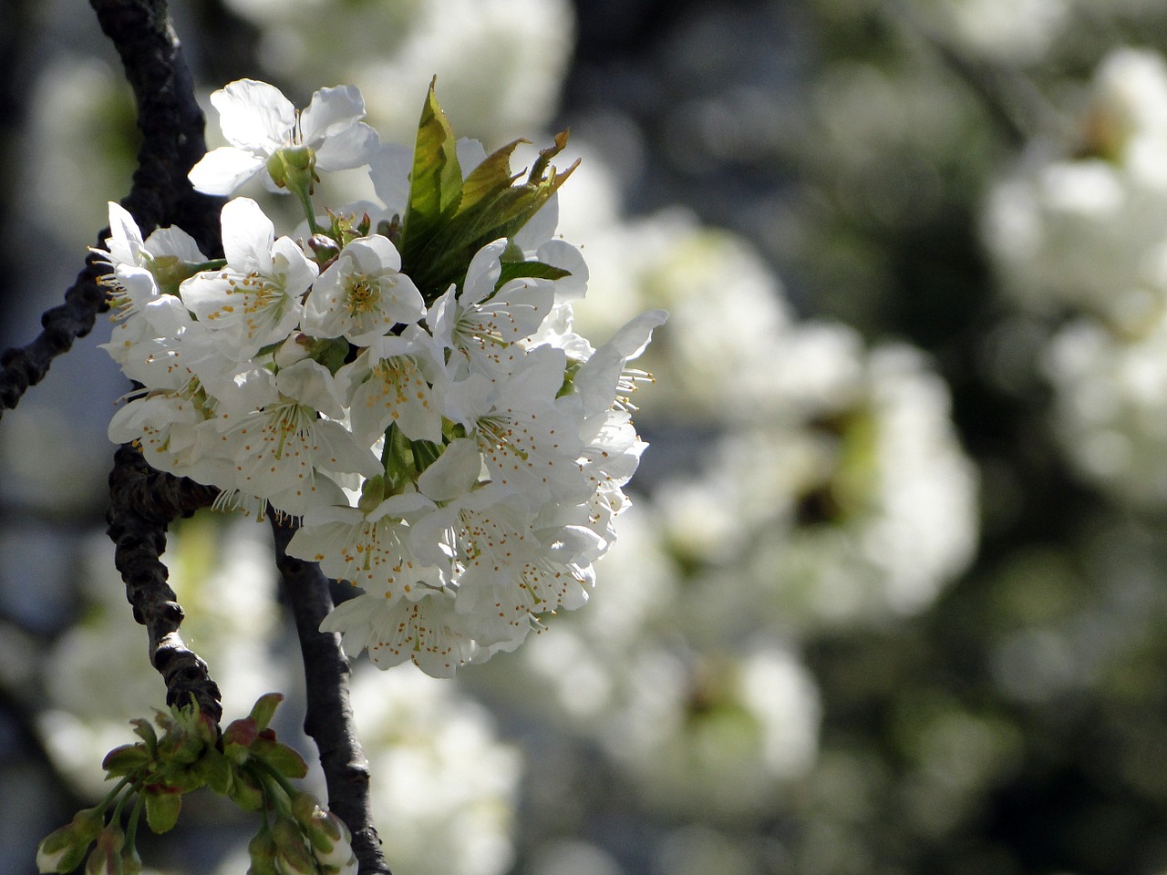 cherry blossom flowers cherry free photo