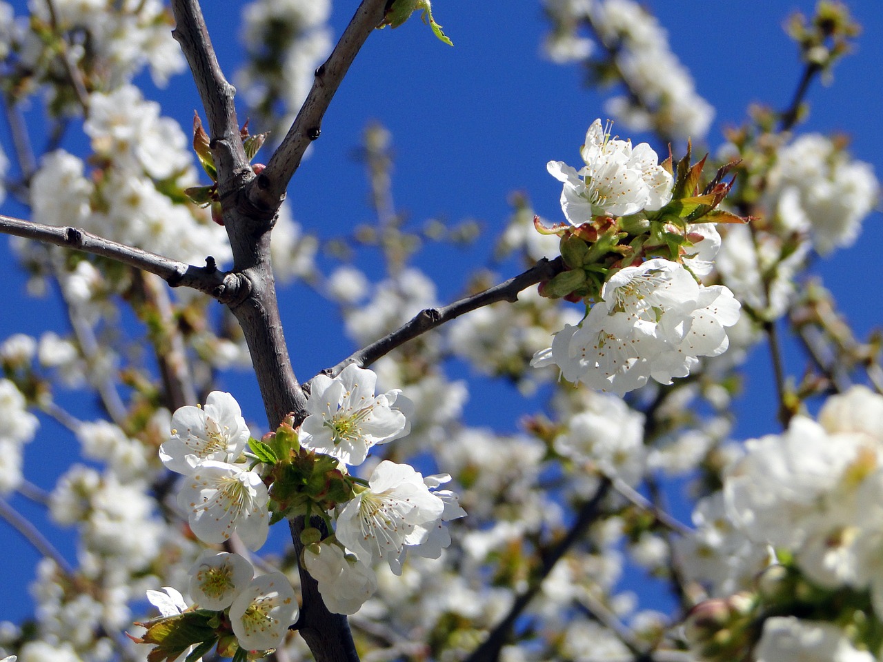 cherry blossom flowers cherry free photo