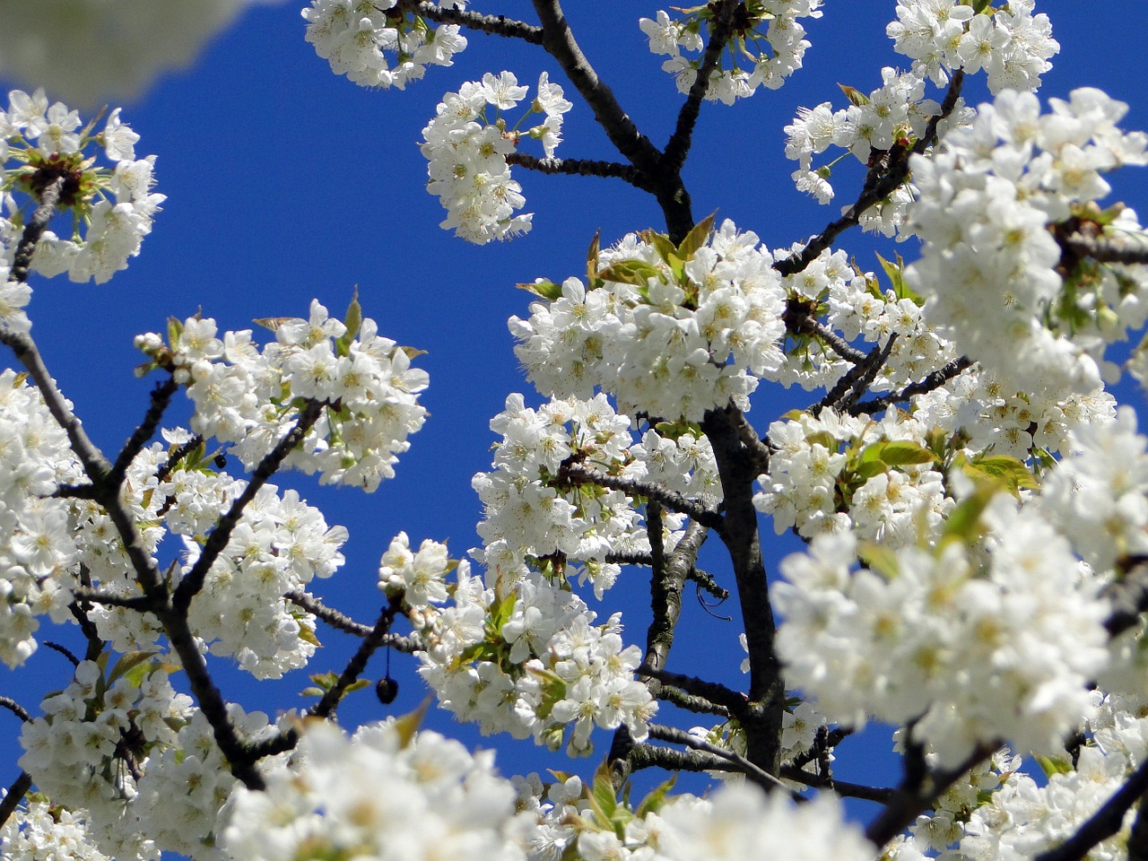 cherry blossom flowers cherry free photo