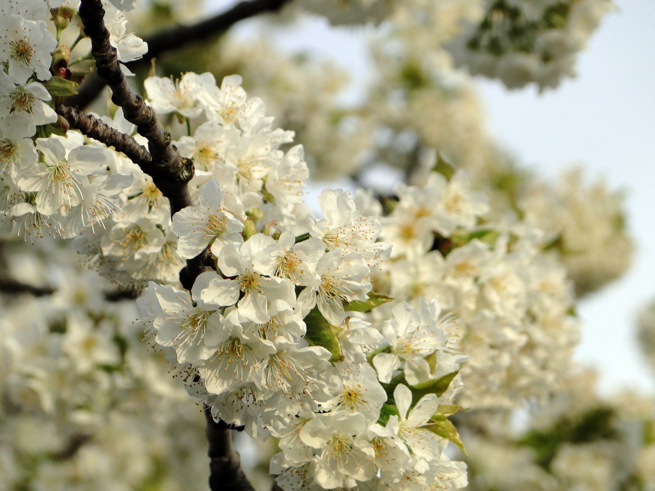 cherry blossom flowers cherry free photo