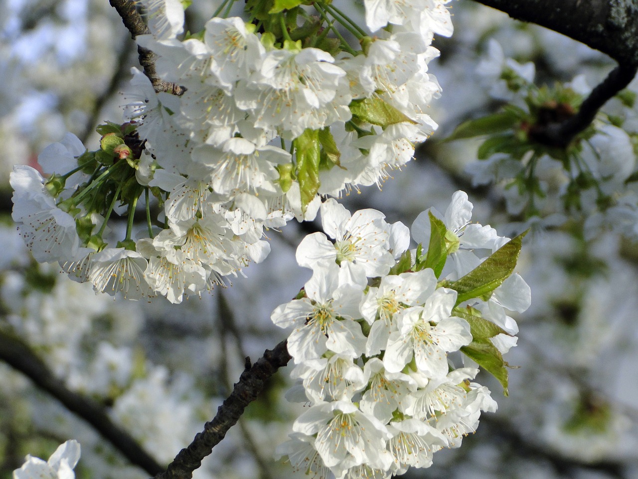 cherry blossom flowers cherry free photo