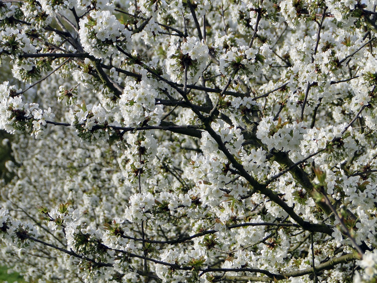 cherry blossom flowers cherry free photo