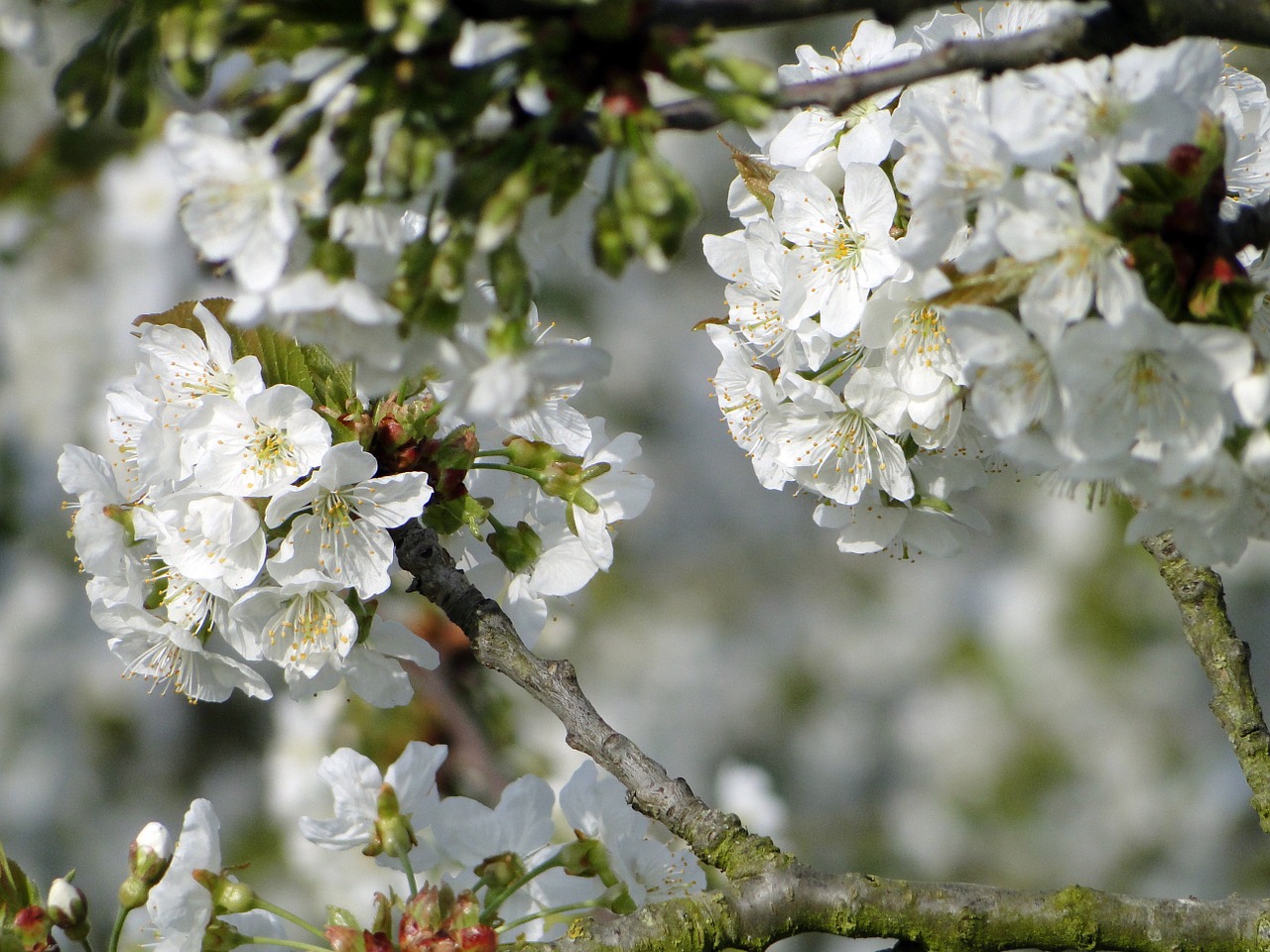 cherry blossom flowers cherry free photo