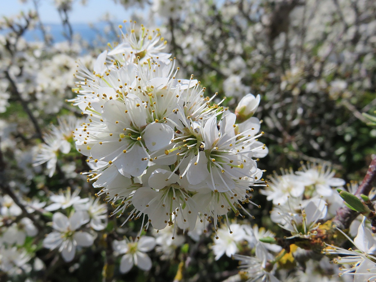 cherry blossom nature flower free photo