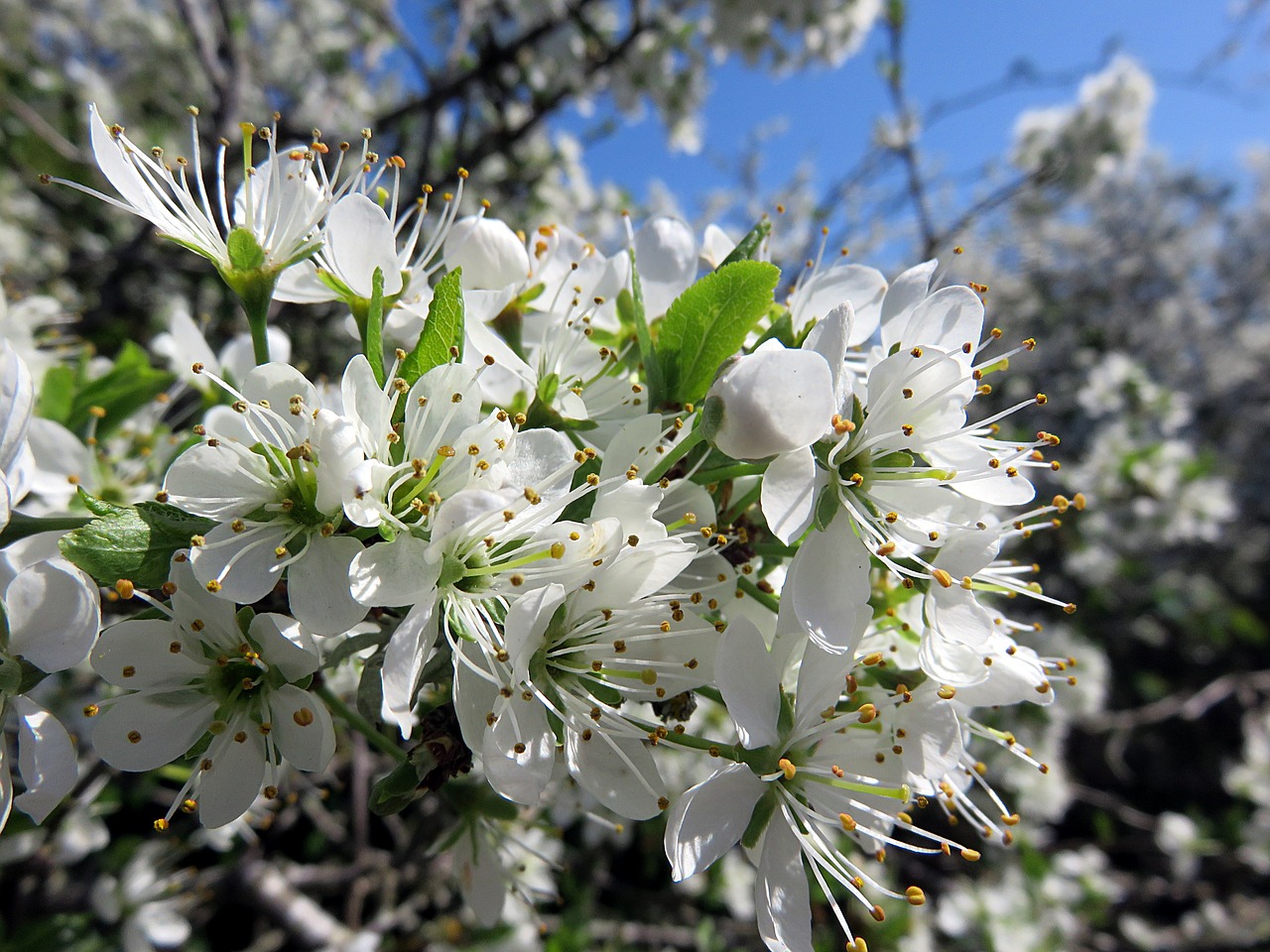 cherry blossom plant spring free photo